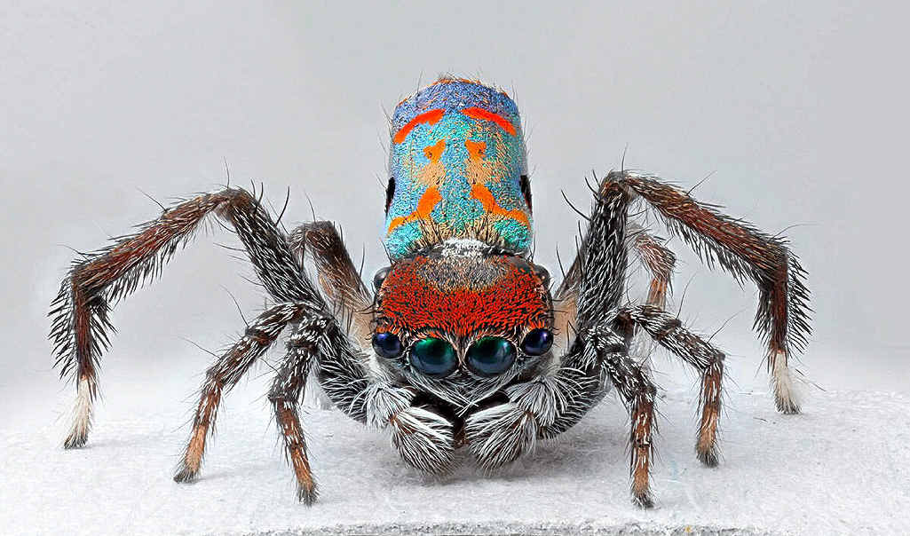 The wild and the amazing will be on show at the World Science Festival Brisbane. The wild and the amazing will be on show at the World Science Festival Brisbane.